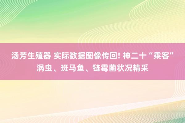 汤芳生殖器 实际数据图像传回! 神二十“乘客”涡虫、斑马鱼、链霉菌状况精采